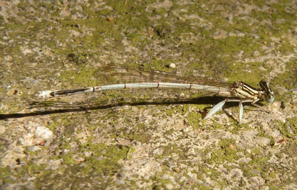 Ateniesi: Platycnemis pennipes nitidula